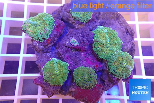 Ricordea yula green golden 8-12 cm WYSIWYG acclimaté