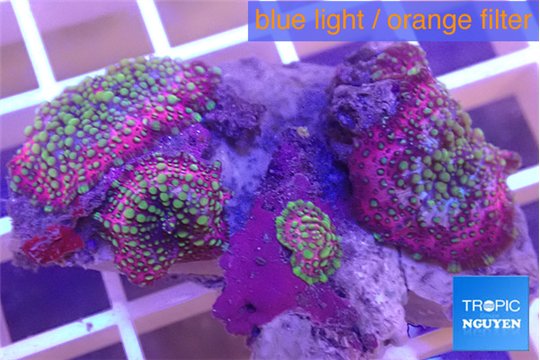 Discosoma rainbow 3 polyps WYSIWYG acclimaté