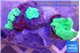 Discosoma green 3 polyps WYSIWYG acclimaté