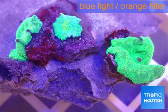 Discosoma green 3 polyps WYSIWYG acclimaté