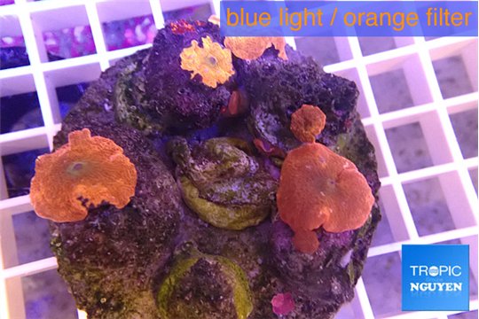 Discosoma red devils small polyps 3-5 polyps WYSIWYG acclimaté