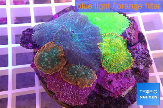 Rhodactis garden 5 polyps WYSIWYG acclimaté