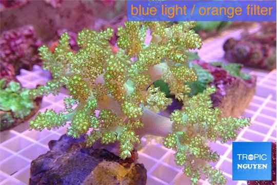 Capnella green body 8-14 cm WYSIWYG acclimaté