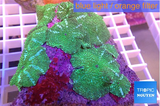 Discosoma green & blue line 8-12 cm WYSIWYG acclimaté