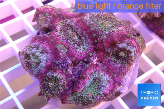 Discosoma rainbow 8-12 cm WYSIWYG acclimaté