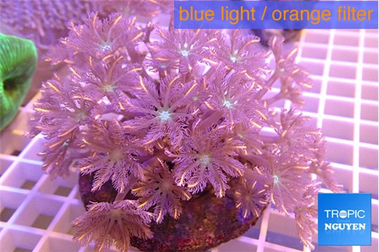 Clavularia papaya orange 8-12 cm WYSIWYG acclimaté