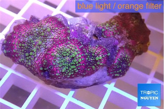 Discosoma rainbow 5-7 cm WYSIWYG acclimaté