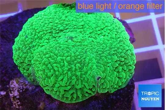 Rhodactis mussoides green 5-7 cm WYSIWYG acclimaté