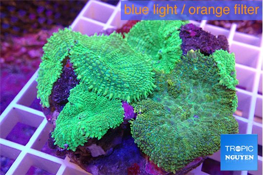 Rhodactis green 7-12 cm WYSIWYG acclimaté