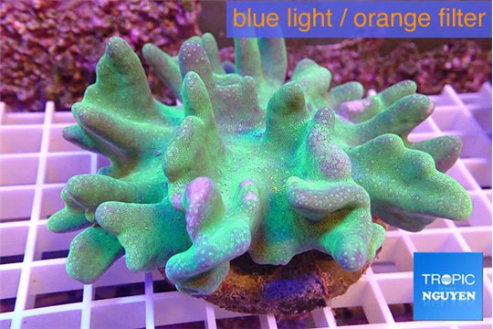 Lobophytum greeny 7-12 cm WYSIWYG acclimaté