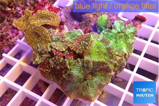 Discosoma premium 7-12 cm WYSIWYG acclimaté