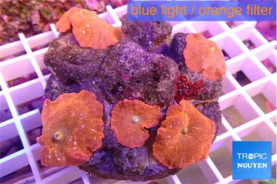 Discosoma red devils 7-12 cm WYSIWYG acclimaté