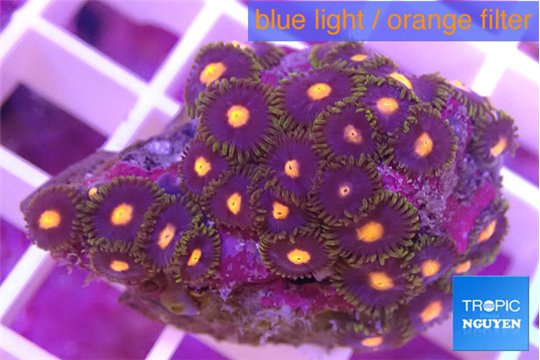 Zoanthus orange 3-4 cm WYSIWYG acclimaté
