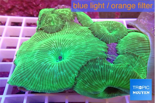 Discosoma striata green 7-12 cm WYSIWYG acclimaté