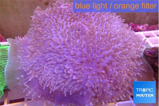 Amplexidiscus fenestrafer 8-16 cm WYSIWYG acclimaté