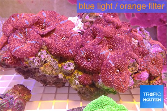 Discosoma red blue 18-25 cm WYSIWYG acclimaté