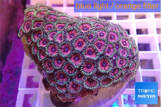 Zoanthuspink diamond 7-12 cm WYSIWYG acclimaté