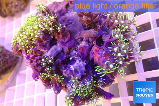 Pachyclavularia neon green 7-12 cm WYSIWYG acclimaté