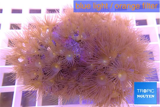 Parazoanthus gracilis yellow 5-8 cm WYSIWYG acclimaté