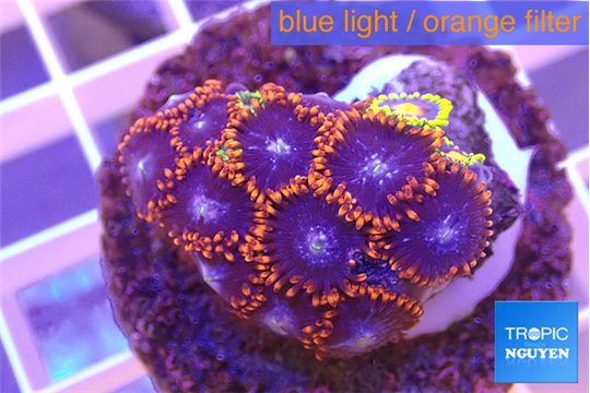 Zoanthus red blue 3-4 cm WYSIWYG acclimaté