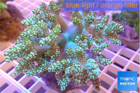 Capnella green 7-12 cm WYSIWYG acclimaté