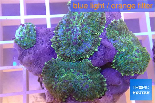 Rhodactis tricolor 5-7 cm WYSIWYG acclimaté