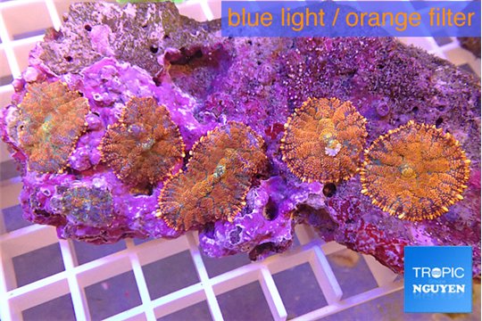 Rhodactis red superman 7-10 cm WYSIWYG acclimaté