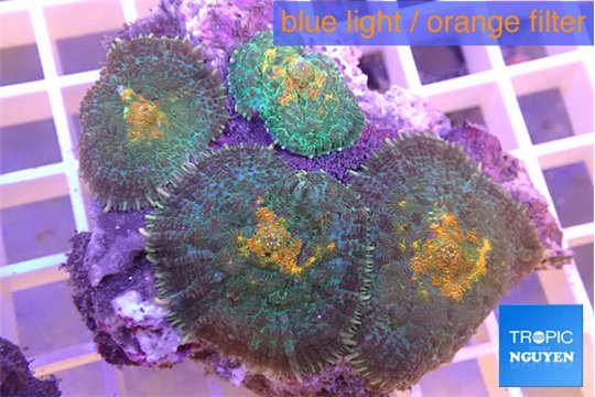 Rhodactis magma 5-8 cm WYSIWYG acclimaté