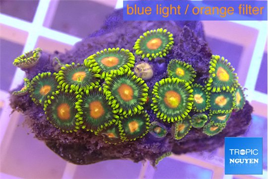 Zoanthus sunset kiwi 3-4 cm WYSIWYG acclimaté