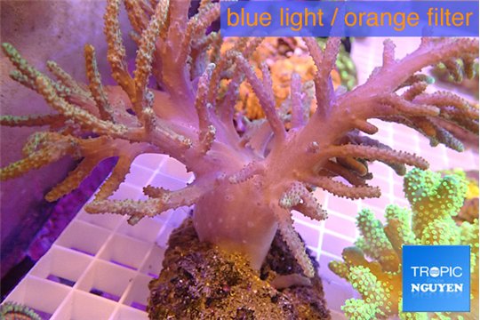 Sinularia long finger 7-14 cm WYSIWYG acclimaté