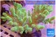 Sinularia mollis neon green 7-14 cm WYSIWYG acclimaté