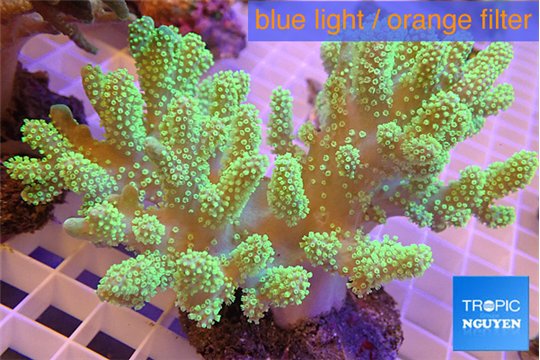 Sinularia mollis neon green 7-14 cm WYSIWYG acclimaté