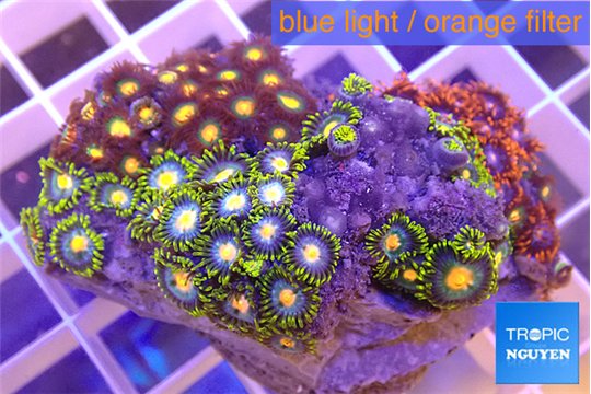 Zoanthus garden premium 4-6 cm WYSIWYG acclimaté