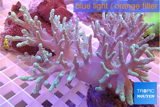 Sinularia long finger 8-14 cm WYSIWYG acclimaté