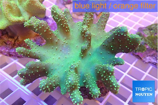 Lobophytum greeny 7-12 cm WYSIWYG acclimaté