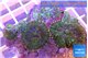 Rhodactis green purple & yellow 4 polyps WYSIWYG acclimaté