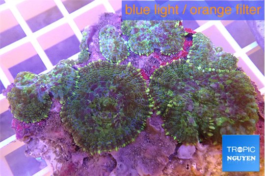 Rhodactis green purple & yellow 4 polyps WYSIWYG acclimaté