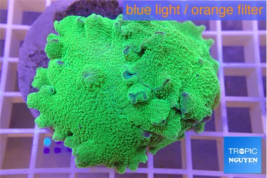 Rhodactis mussoides green 7-10 cm WYSIWYG acclimaté