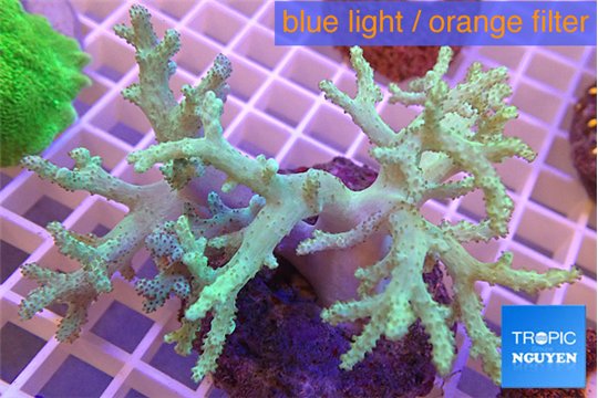 Sinularia flexibilis greeny 7-14 cm WYSIWYG acclimaté