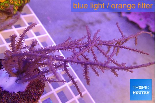 Gorgonia symbiotic 7-14 cm WYSIWYG acclimaté