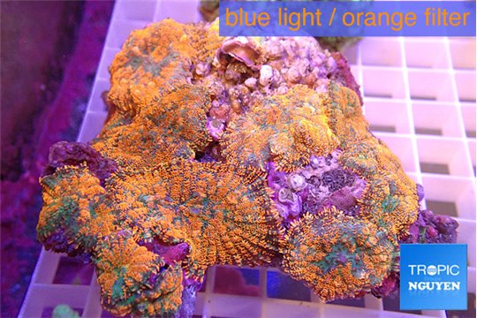 Rhodactis red blue superman 7-13 cm WYSIWYG acclimaté