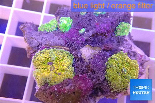 Ricordea yuma gold 2 polyps WYSIWYG acclimaté