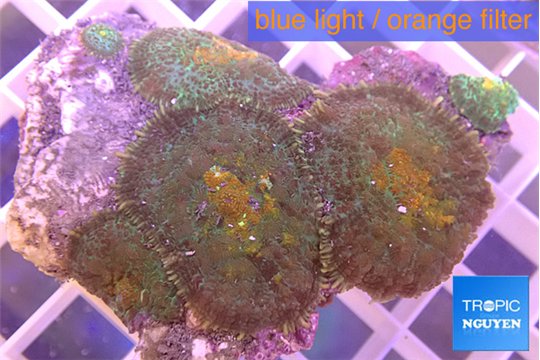 Rhodactis magma 5-8 cm WYSIWYG acclimaté