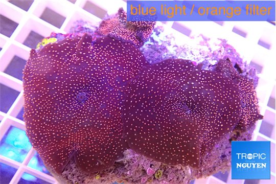 Discosoma red & blue spot 5-10 cm WYSIWYG acclimaté