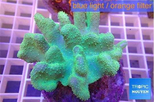 Lobophytum greeny 7-12 cm WYSIWYG acclimaté