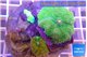 Ricordea yuma green 2 polyps WYSIWYG acclimaté