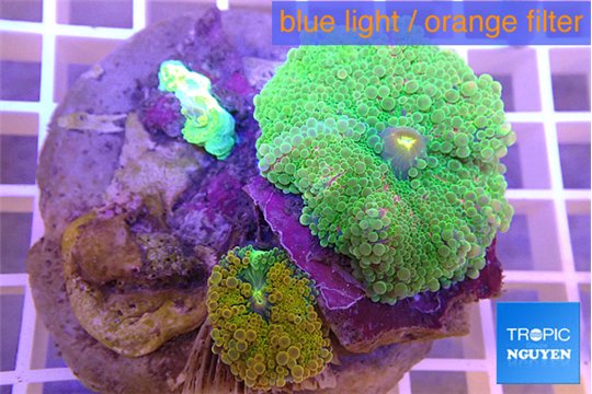 Ricordea yuma green 2 polyps WYSIWYG acclimaté