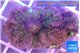 Ricordea yuma purple pink premium 1 polyp WYSIWYG acclimaté