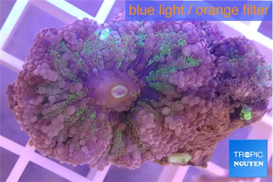 Ricordea yuma purple pink premium 1 polyp WYSIWYG acclimaté