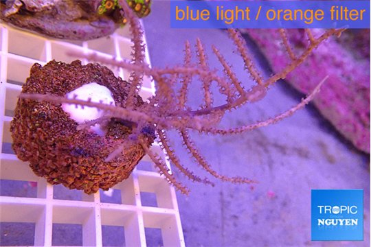 Gorgonia symbiotic 7-14 cm WYSIWYG acclimaté